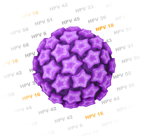 Genotypen HPV